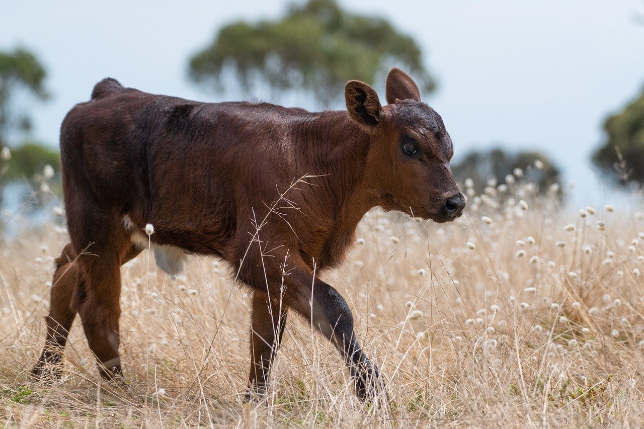 Calf Image